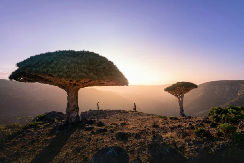 Paisajes de Sudáfrica, Ruta jardín 2025-26