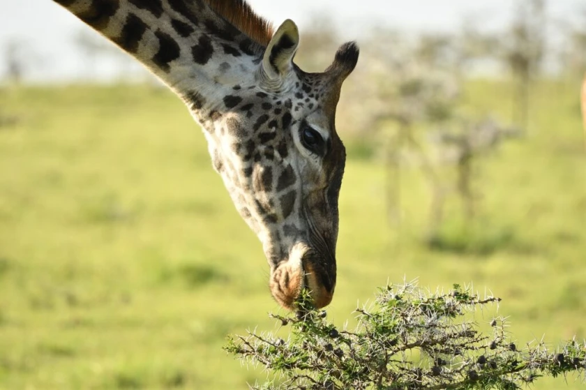 Safari Haraka 2026