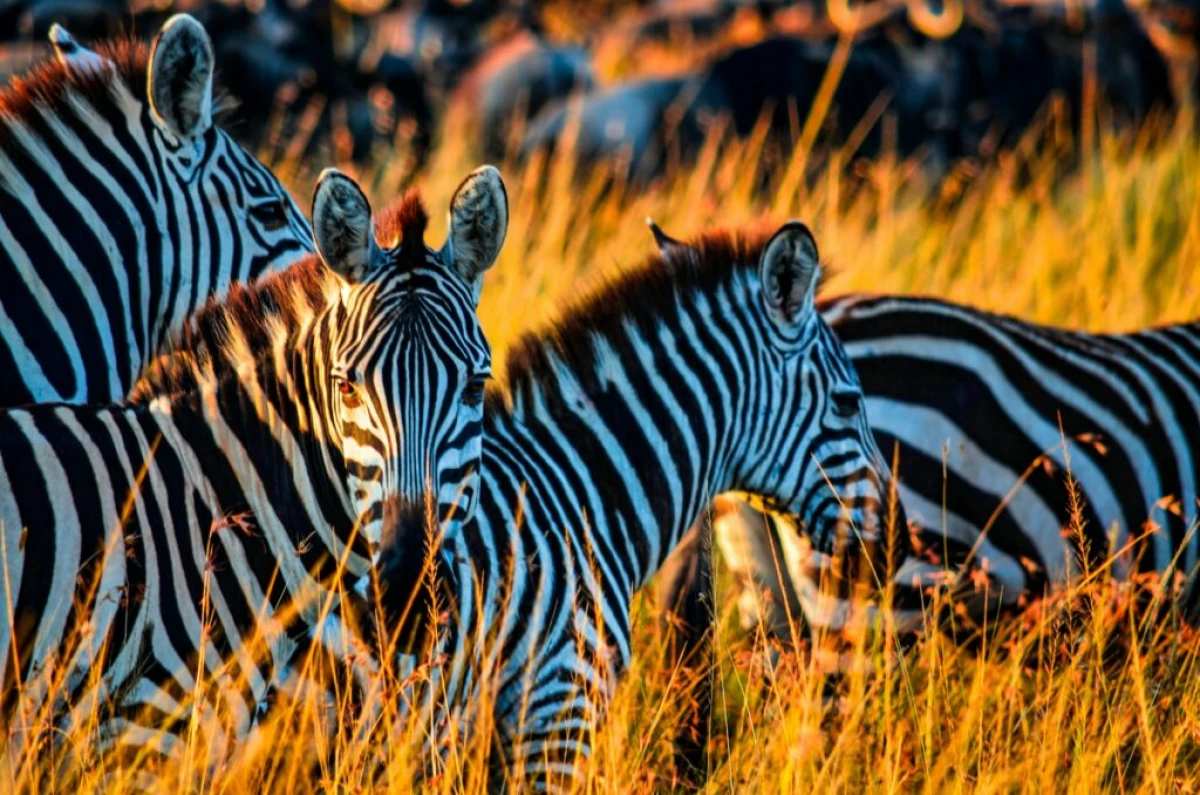 Escapada de safari 2026