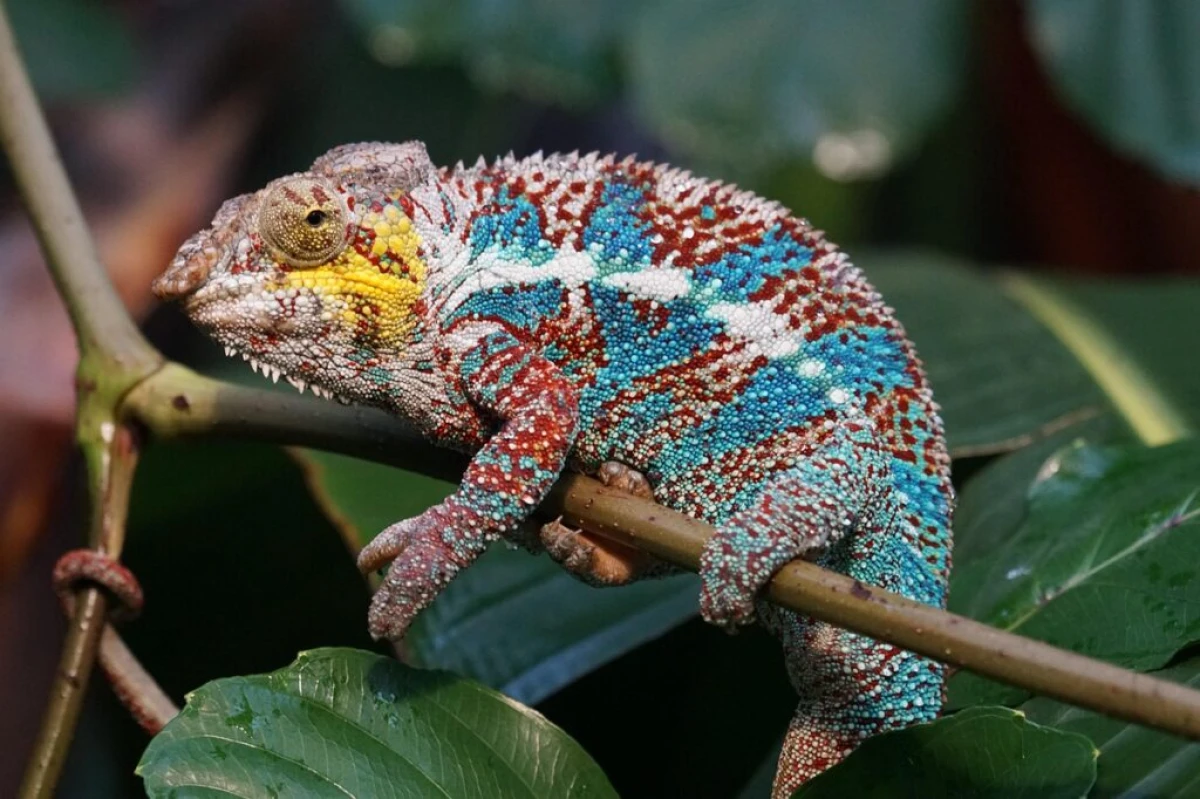 Fauna Malgache