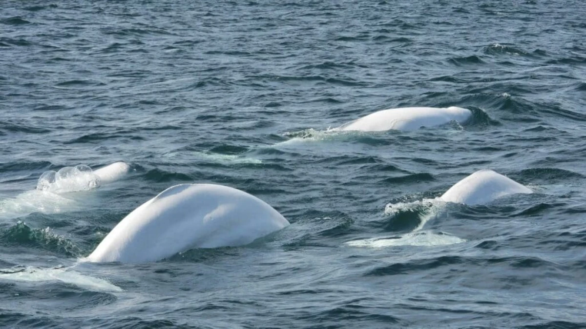 Canadá y ballenas