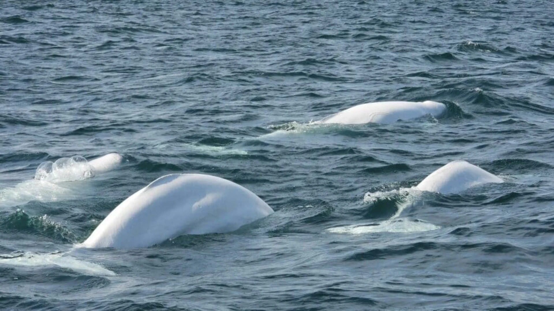 Canadá y ballenas
