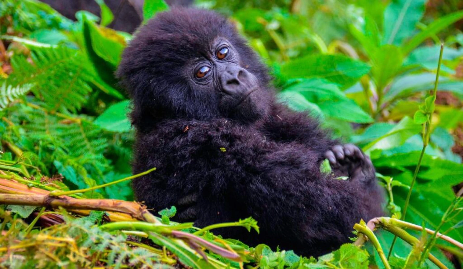 Uganda