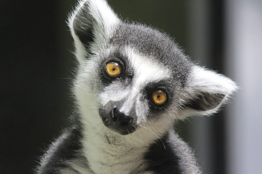 Viajes de Madagascar
