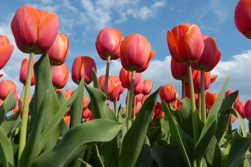 Viajes de Holanda