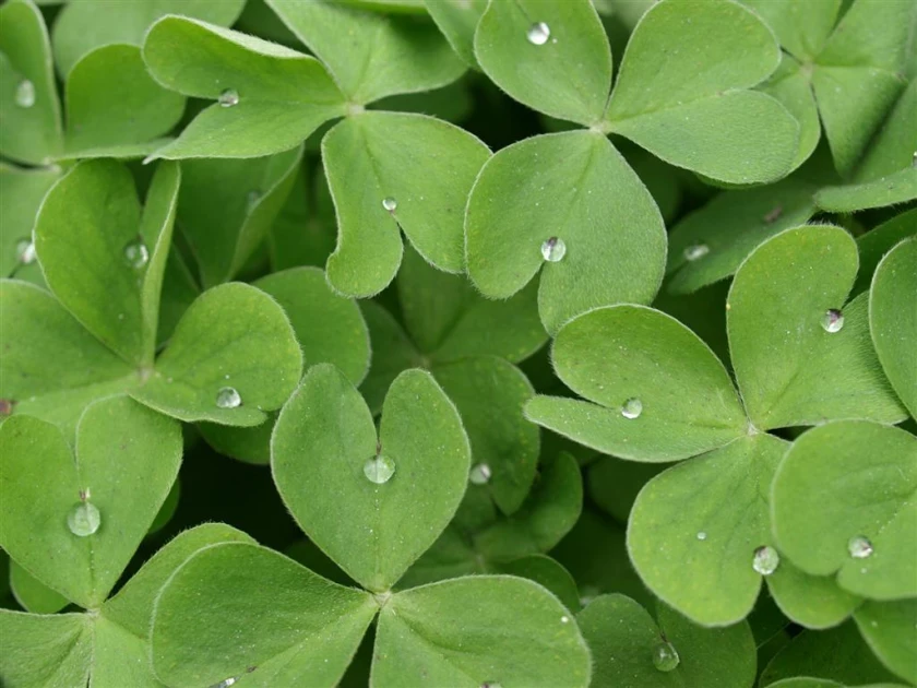 Viajes de Irlanda